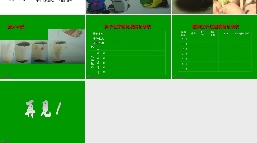 教科小学科学三下《1.4.种子变成了幼苗》PPT课件(1)【加微信公众号 jiaoxuewuyou 九折优惠 qq 1119139686】.ppt