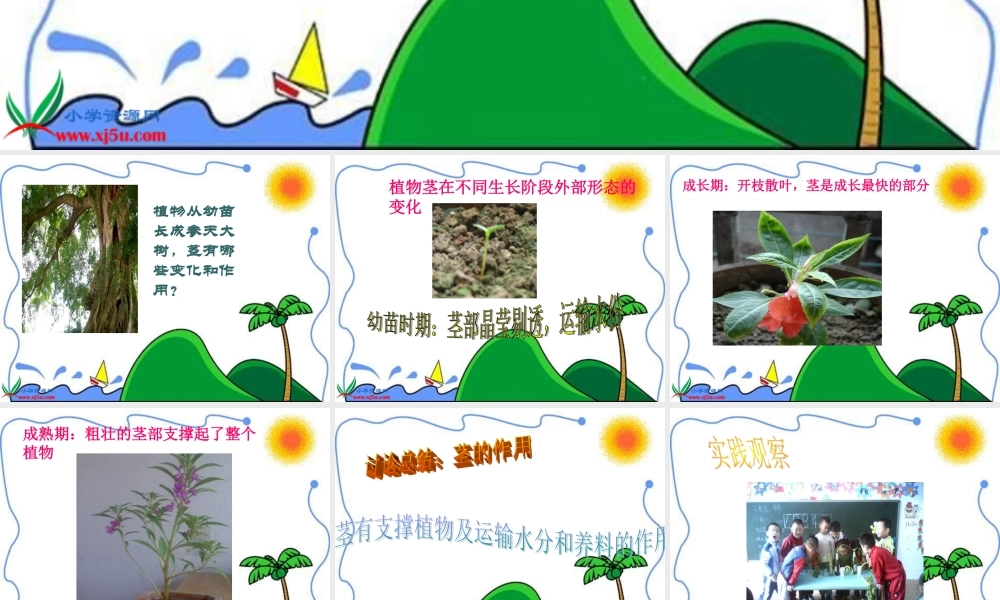 教科小学科学三下《1.5.茎越长越高》PPT课件【加微信公众号 jiaoxuewuyou 九折优惠 qq 1119139686】.ppt