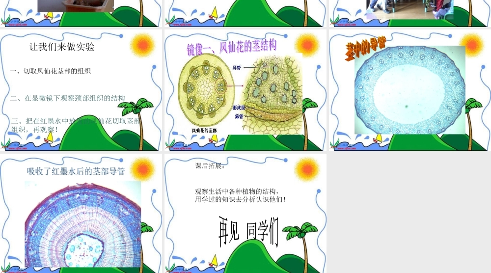 教科小学科学三下《1.5.茎越长越高》PPT课件【加微信公众号 jiaoxuewuyou 九折优惠 qq 1119139686】.ppt