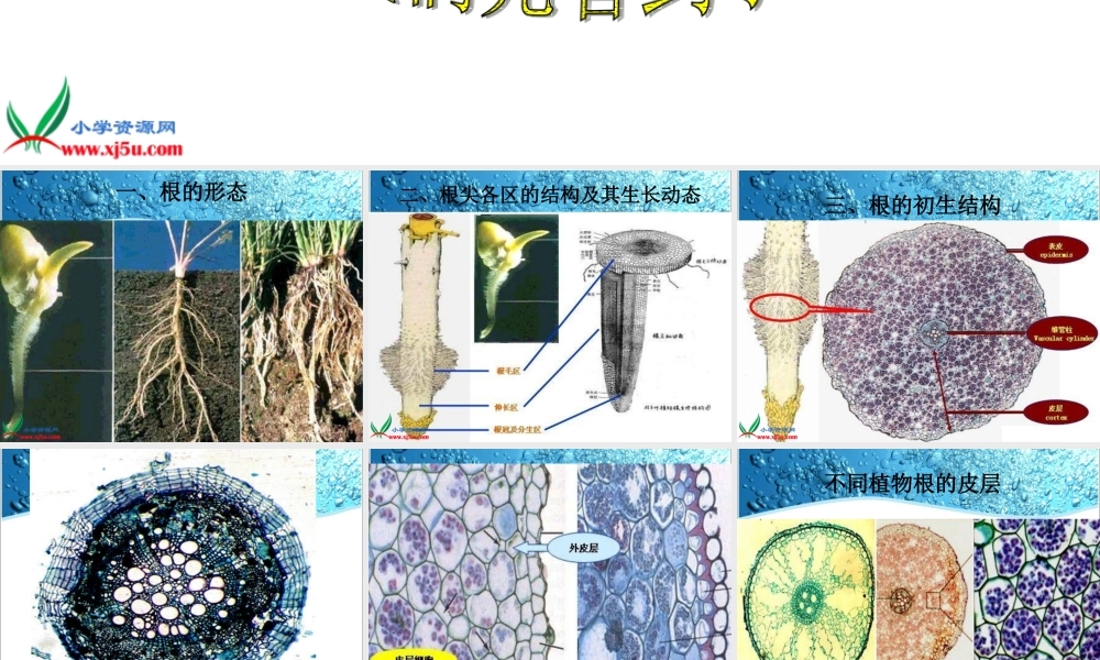 教科小学科学三下《1.3.我们先看到了根》PPT课件(3)【加微信公众号 jiaoxuewuyou 九折优惠 qq 1119139686】.ppt