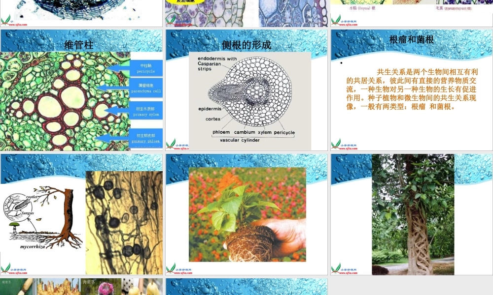 教科小学科学三下《1.3.我们先看到了根》PPT课件(3)【加微信公众号 jiaoxuewuyou 九折优惠 qq 1119139686】.ppt