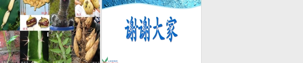 教科小学科学三下《1.3.我们先看到了根》PPT课件(3)【加微信公众号 jiaoxuewuyou 九折优惠 qq 1119139686】.ppt