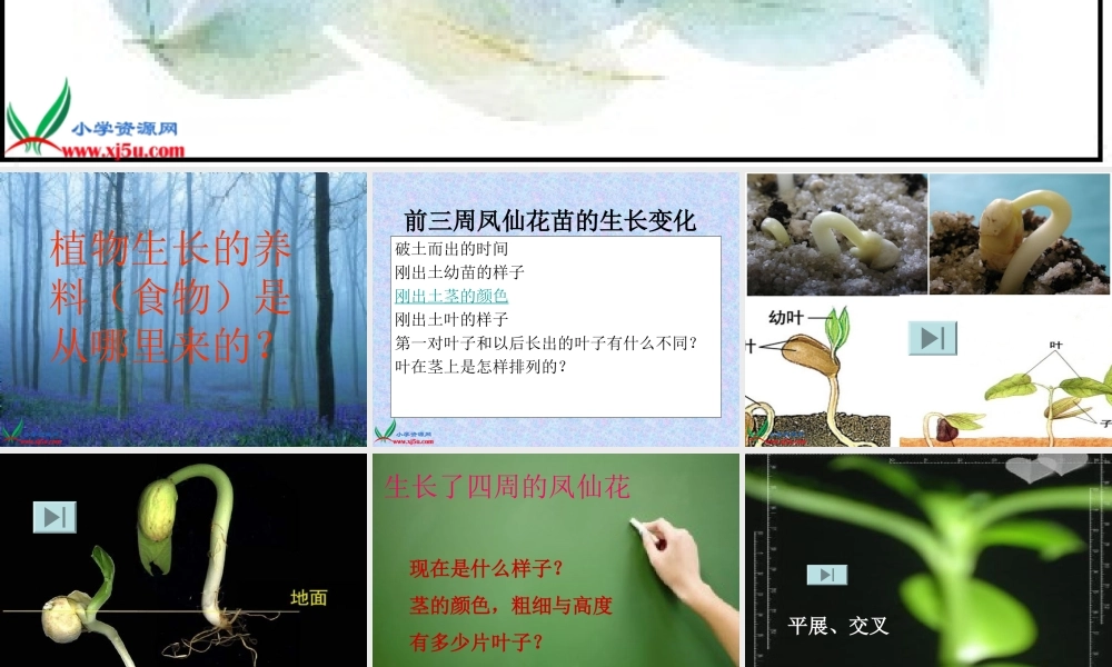 教科小学科学三下《1.4.种子变成了幼苗》PPT课件(4)【加微信公众号 jiaoxuewuyou 九折优惠 qq 1119139686】.ppt