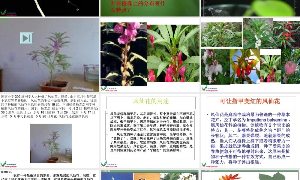 教科小学科学三下《1.4.种子变成了幼苗》PPT课件(4)【加微信公众号 jiaoxuewuyou 九折优惠 qq 1119139686】.ppt