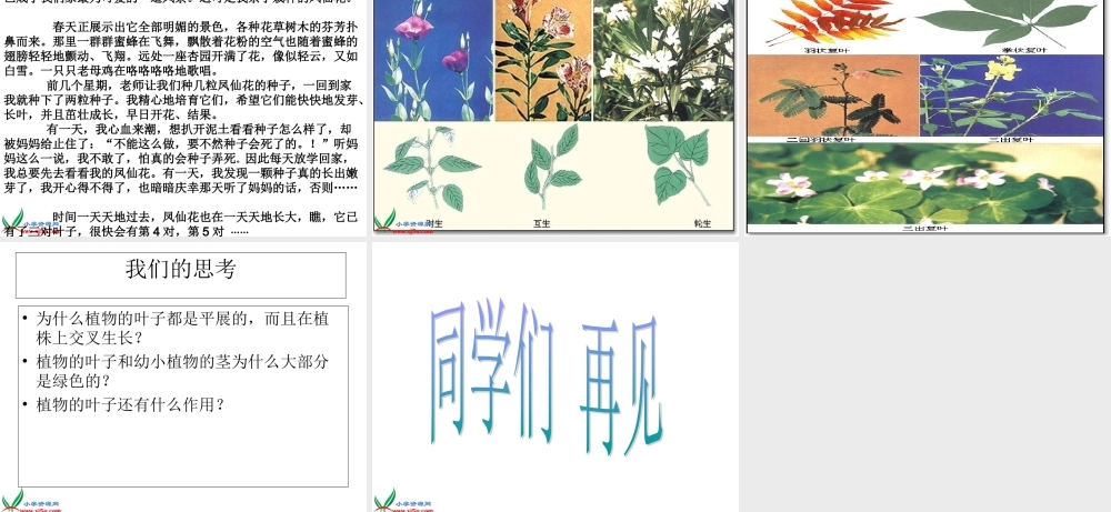 教科小学科学三下《1.4.种子变成了幼苗》PPT课件(4)【加微信公众号 jiaoxuewuyou 九折优惠 qq 1119139686】.ppt