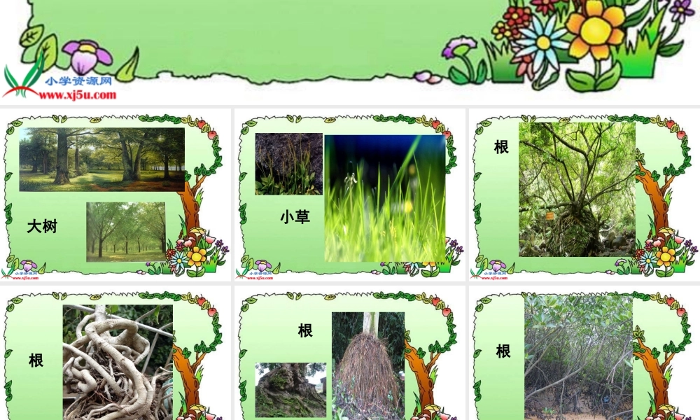 教科小学科学三下《1.3.我们先看到了根》PPT课件(1)【加微信公众号 jiaoxuewuyou 九折优惠 qq 1119139686】.ppt