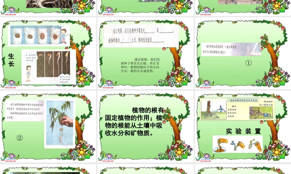 教科小学科学三下《1.3.我们先看到了根》PPT课件(1)【加微信公众号 jiaoxuewuyou 九折优惠 qq 1119139686】.ppt