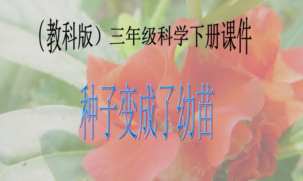 教科小学科学三下《1.4.种子变成了幼苗》PPT课件(2)【加微信公众号 jiaoxuewuyou 九折优惠 qq 1119139686】.ppt