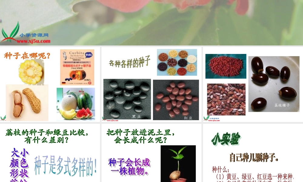 教科小学科学三下《1.4.种子变成了幼苗》PPT课件(2)【加微信公众号 jiaoxuewuyou 九折优惠 qq 1119139686】.ppt