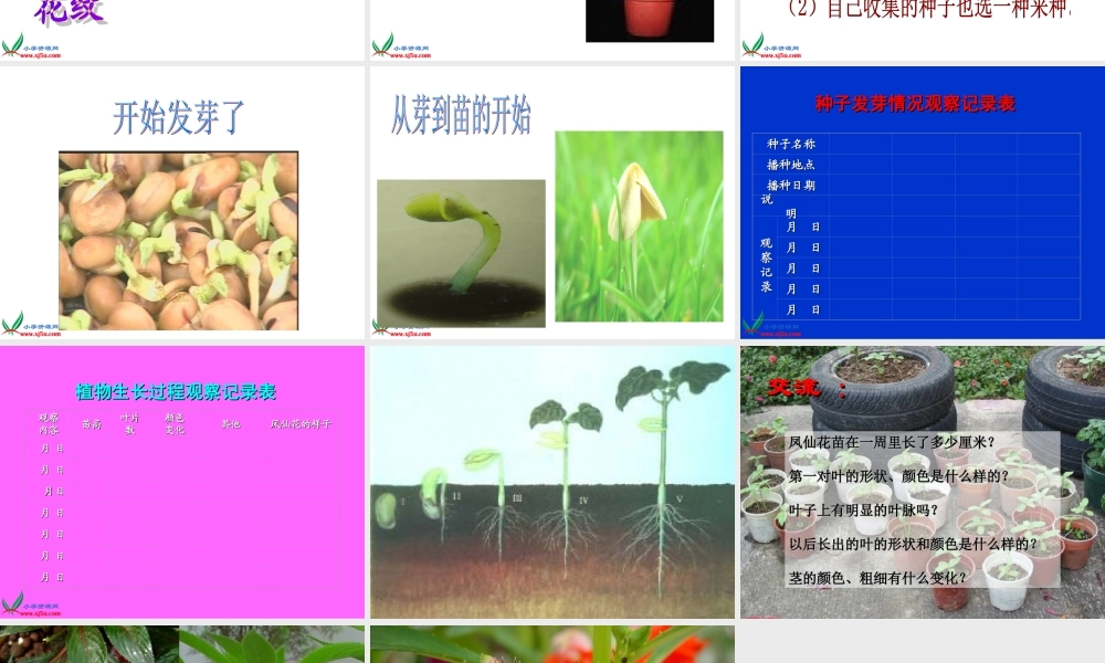 教科小学科学三下《1.4.种子变成了幼苗》PPT课件(2)【加微信公众号 jiaoxuewuyou 九折优惠 qq 1119139686】.ppt