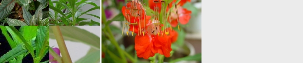 教科小学科学三下《1.4.种子变成了幼苗》PPT课件(2)【加微信公众号 jiaoxuewuyou 九折优惠 qq 1119139686】.ppt