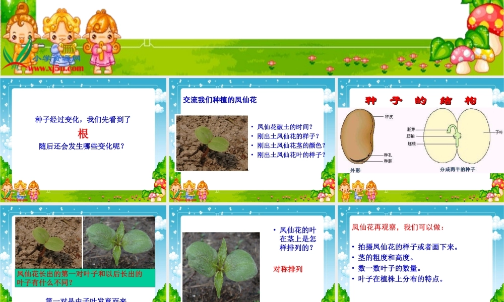 教科小学科学三下《1.4.种子变成了幼苗》PPT课件(5)【加微信公众号 jiaoxuewuyou 九折优惠 qq 1119139686】.ppt