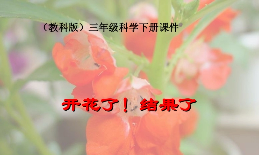 教科小学科学三下《1.6.开花了结果了》PPT课件(1)【加微信公众号 jiaoxuewuyou 九折优惠 qq 1119139686】.ppt