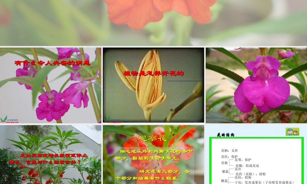 教科小学科学三下《1.6.开花了结果了》PPT课件(1)【加微信公众号 jiaoxuewuyou 九折优惠 qq 1119139686】.ppt
