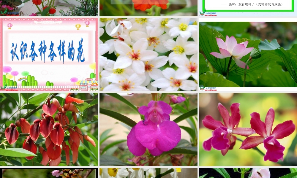 教科小学科学三下《1.6.开花了结果了》PPT课件(1)【加微信公众号 jiaoxuewuyou 九折优惠 qq 1119139686】.ppt