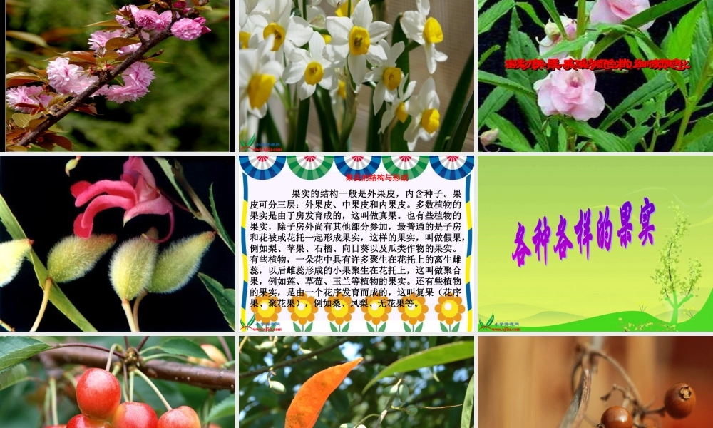 教科小学科学三下《1.6.开花了结果了》PPT课件(1)【加微信公众号 jiaoxuewuyou 九折优惠 qq 1119139686】.ppt
