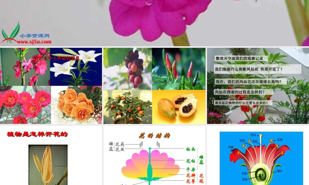 教科小学科学三下《1.6.开花了结果了》PPT课件(2)【加微信公众号 jiaoxuewuyou 九折优惠 qq 1119139686】.ppt