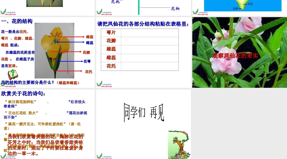 教科小学科学三下《1.6.开花了结果了》PPT课件(2)【加微信公众号 jiaoxuewuyou 九折优惠 qq 1119139686】.ppt