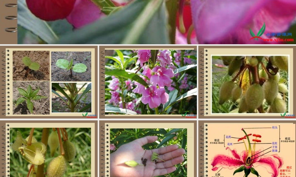 教科小学科学三下《1.6.开花了结果了》PPT课件(4)【加微信公众号 jiaoxuewuyou 九折优惠 qq 1119139686】.ppt