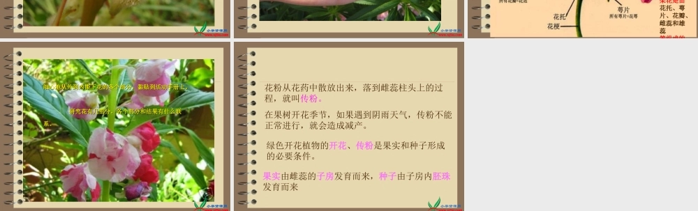 教科小学科学三下《1.6.开花了结果了》PPT课件(4)【加微信公众号 jiaoxuewuyou 九折优惠 qq 1119139686】.ppt