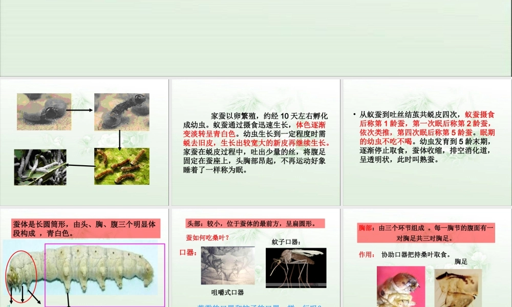 教科小学科学三下《2.2.蚕的生长变化》PPT课件(3)【加微信公众号 jiaoxuewuyou 九折优惠 qq 1119139686】.ppt