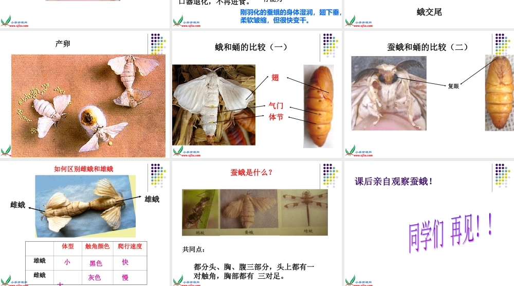 教科小学科学三下《2.4.蛹变成了什么》PPT课件(3)【加微信公众号 jiaoxuewuyou 九折优惠 qq 1119139686】.ppt
