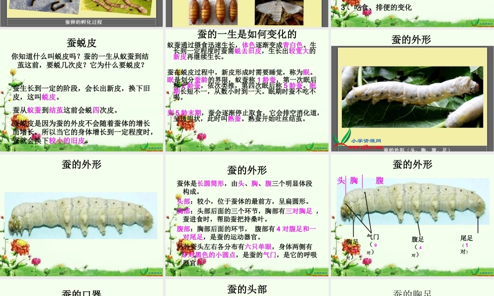 教科小学科学三下《2.2.蚕的生长变化》PPT课件(1)【加微信公众号 jiaoxuewuyou 九折优惠 qq 1119139686】.ppt