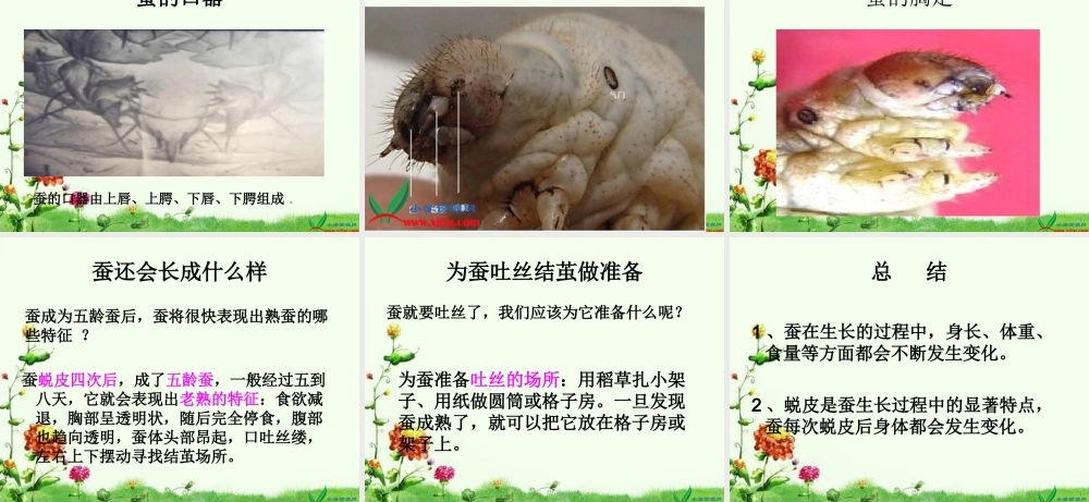 教科小学科学三下《2.2.蚕的生长变化》PPT课件(1)【加微信公众号 jiaoxuewuyou 九折优惠 qq 1119139686】.ppt