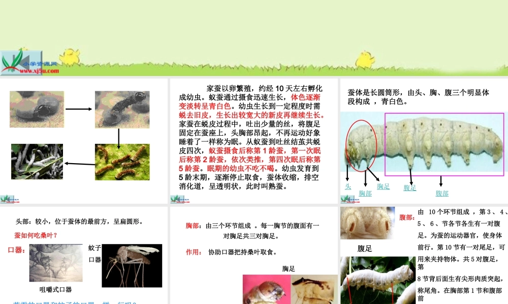 教科小学科学三下《2.5.蚕的生命周期》PPT课件(4)【加微信公众号 jiaoxuewuyou 九折优惠 qq 1119139686】.ppt