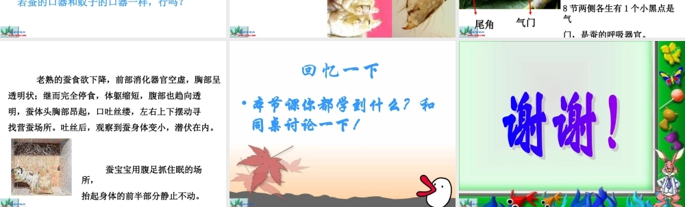 教科小学科学三下《2.5.蚕的生命周期》PPT课件(4)【加微信公众号 jiaoxuewuyou 九折优惠 qq 1119139686】.ppt