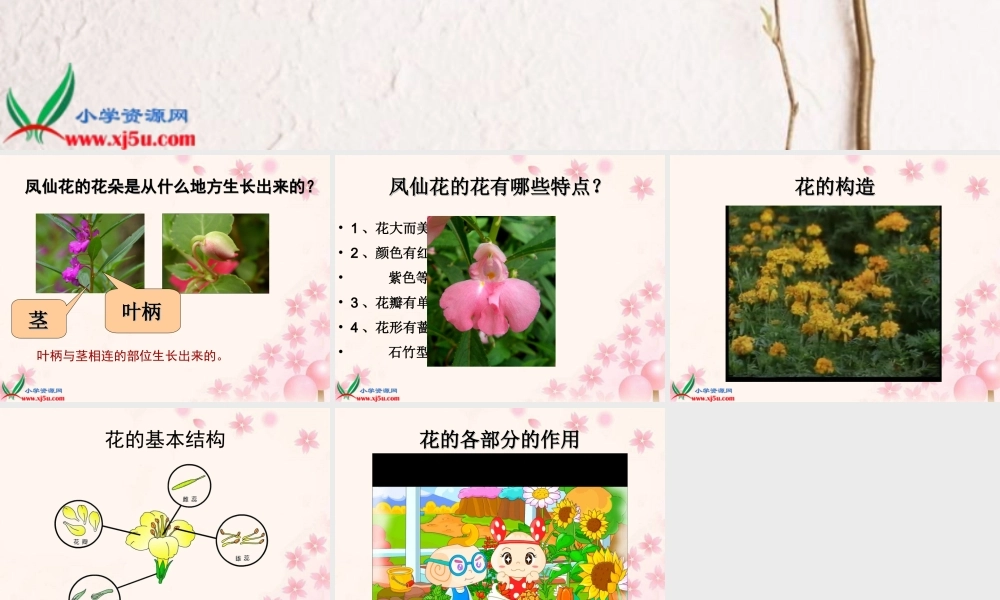 教科小学科学三下《1.6.开花了结果了》PPT课件(3)【加微信公众号 jiaoxuewuyou 九折优惠 qq 1119139686】.ppt