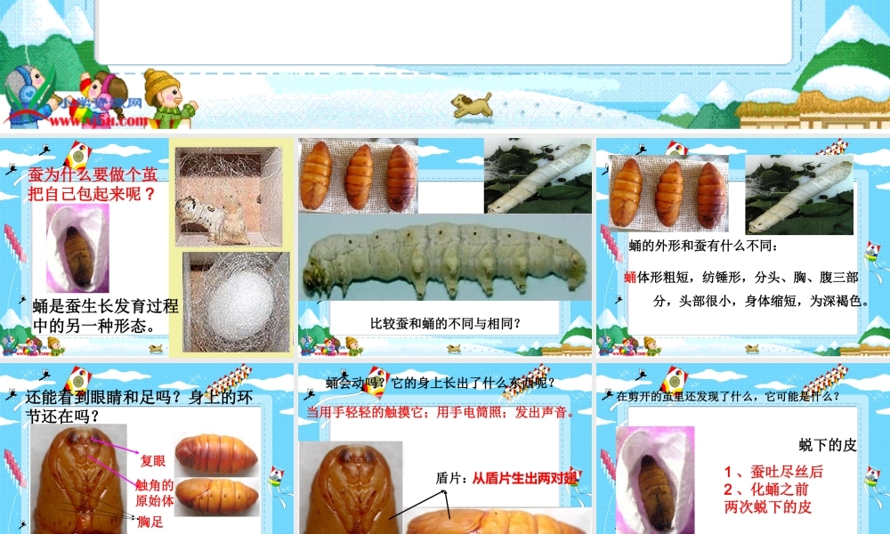 教科小学科学三下《2.3.蚕变了新模样》PPT课件(1)【加微信公众号 jiaoxuewuyou 九折优惠 qq 1119139686】.ppt