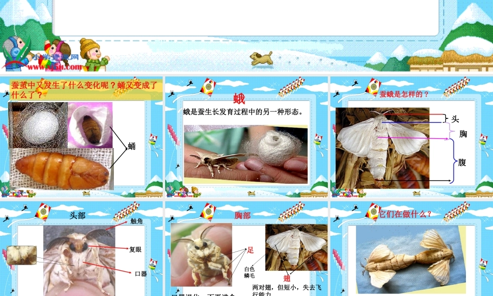 教科小学科学三下《2.4.蛹变成了什么》PPT课件(4)【加微信公众号 jiaoxuewuyou 九折优惠 qq 1119139686】.ppt