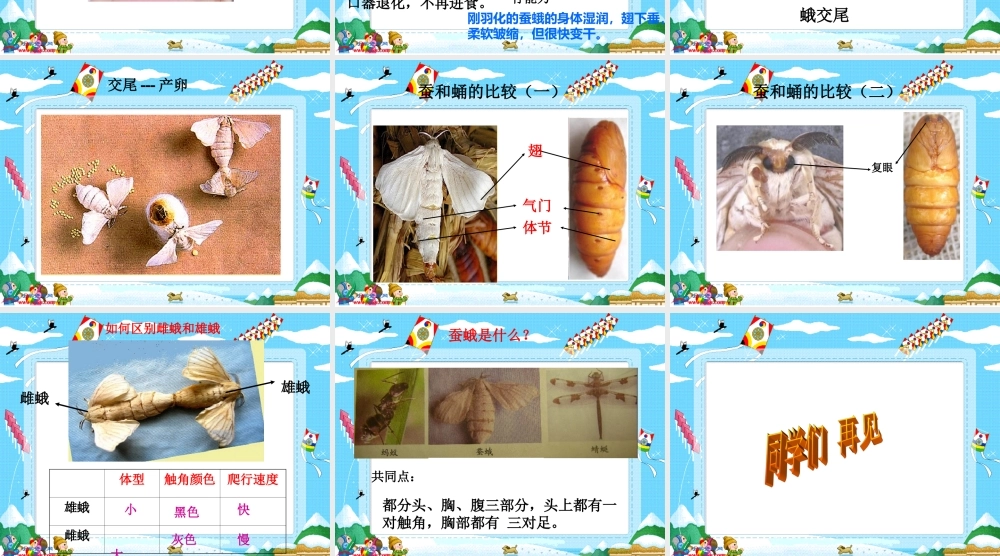 教科小学科学三下《2.4.蛹变成了什么》PPT课件(4)【加微信公众号 jiaoxuewuyou 九折优惠 qq 1119139686】.ppt