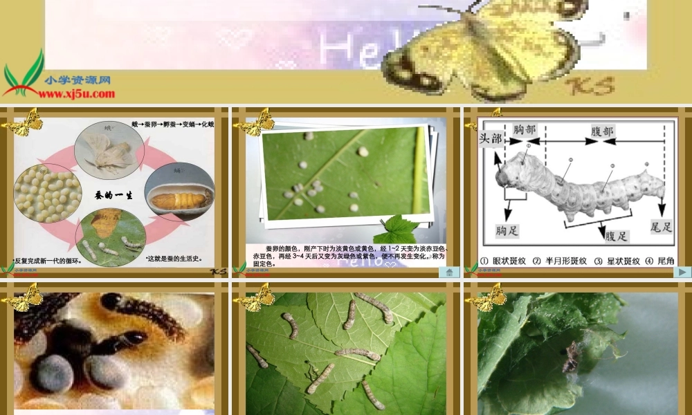 教科小学科学三下《2.5.蚕的生命周期》PPT课件(7)【加微信公众号 jiaoxuewuyou 九折优惠 qq 1119139686】.ppt