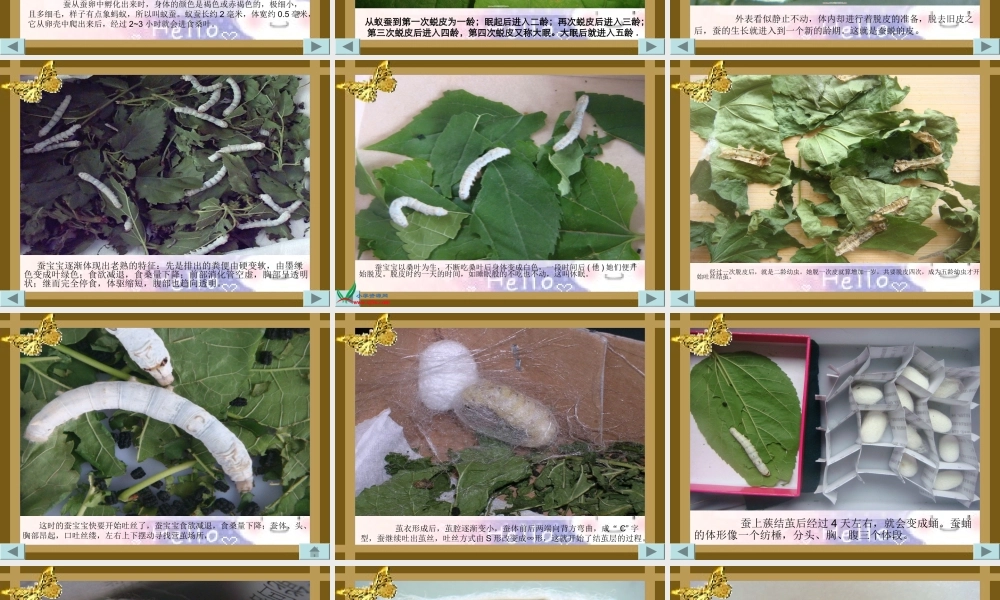 教科小学科学三下《2.5.蚕的生命周期》PPT课件(7)【加微信公众号 jiaoxuewuyou 九折优惠 qq 1119139686】.ppt