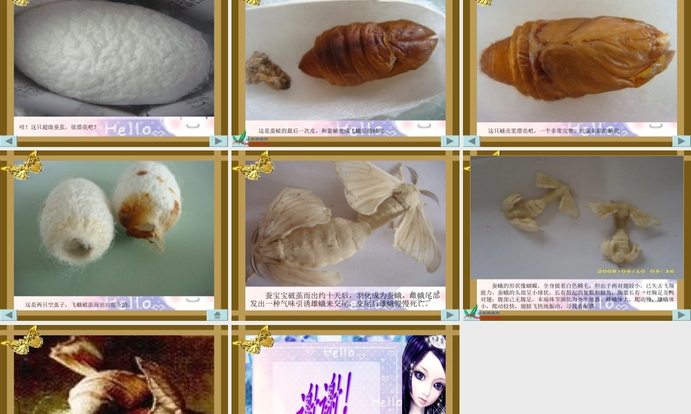 教科小学科学三下《2.5.蚕的生命周期》PPT课件(7)【加微信公众号 jiaoxuewuyou 九折优惠 qq 1119139686】.ppt