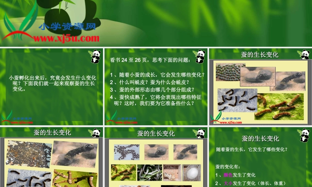 教科小学科学三下《2.2.蚕的生长变化》PPT课件(4)【加微信公众号 jiaoxuewuyou 九折优惠 qq 1119139686】.ppt