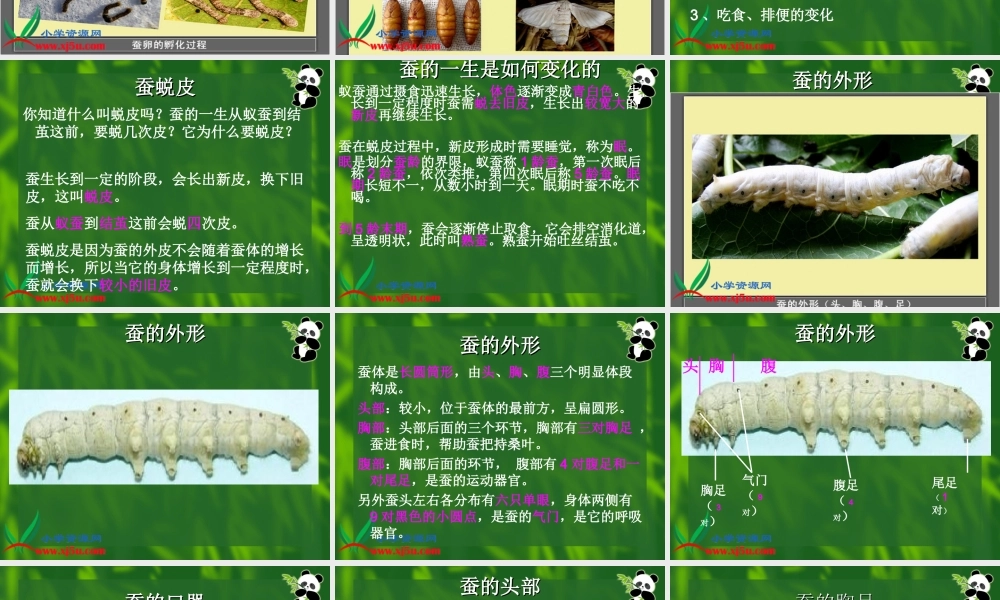 教科小学科学三下《2.2.蚕的生长变化》PPT课件(4)【加微信公众号 jiaoxuewuyou 九折优惠 qq 1119139686】.ppt