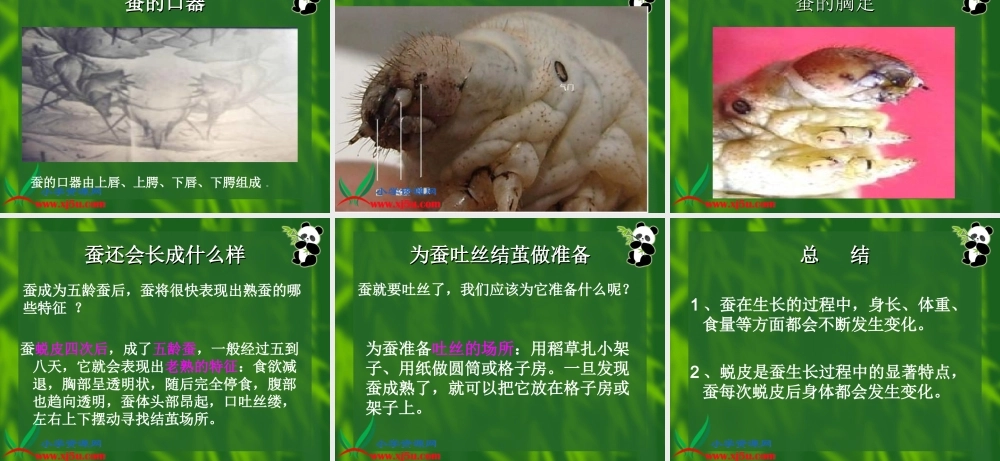 教科小学科学三下《2.2.蚕的生长变化》PPT课件(4)【加微信公众号 jiaoxuewuyou 九折优惠 qq 1119139686】.ppt