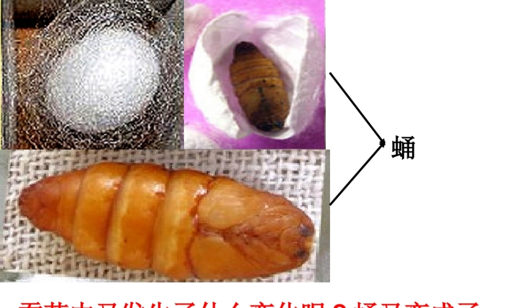 教科小学科学三下《2.4.蛹变成了什么》PPT课件(1)【加微信公众号 jiaoxuewuyou 九折优惠 qq 1119139686】.ppt