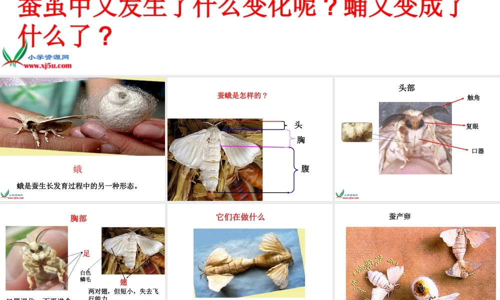 教科小学科学三下《2.4.蛹变成了什么》PPT课件(1)【加微信公众号 jiaoxuewuyou 九折优惠 qq 1119139686】.ppt