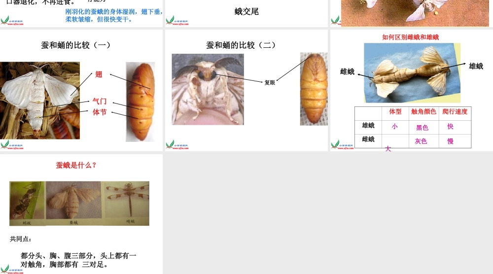 教科小学科学三下《2.4.蛹变成了什么》PPT课件(1)【加微信公众号 jiaoxuewuyou 九折优惠 qq 1119139686】.ppt