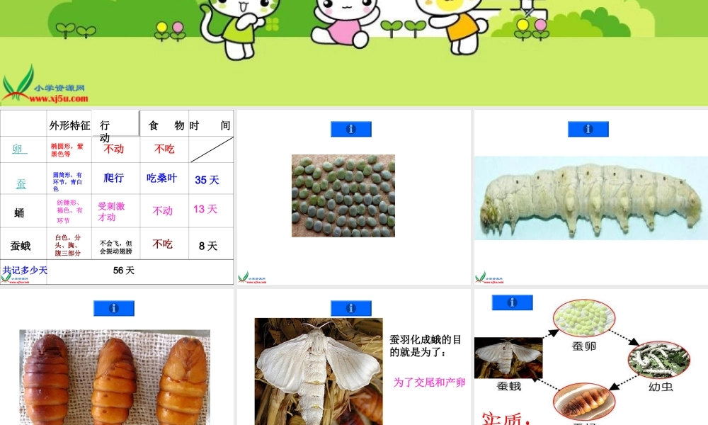 教科小学科学三下《2.5.蚕的生命周期》PPT课件(2)【加微信公众号 jiaoxuewuyou 九折优惠 qq 1119139686】.ppt