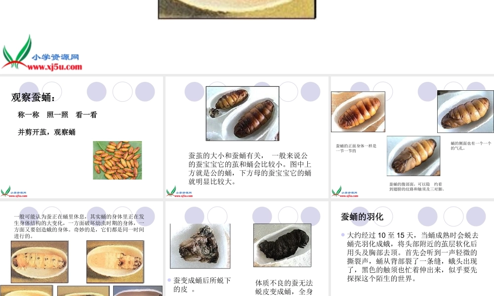教科小学科学三下《2.4.蛹变成了什么》PPT课件(2)【加微信公众号 jiaoxuewuyou 九折优惠 qq 1119139686】.ppt