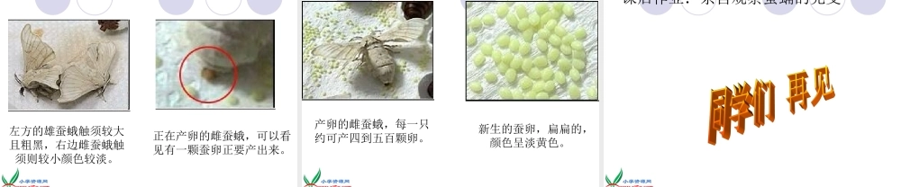 教科小学科学三下《2.4.蛹变成了什么》PPT课件(2)【加微信公众号 jiaoxuewuyou 九折优惠 qq 1119139686】.ppt