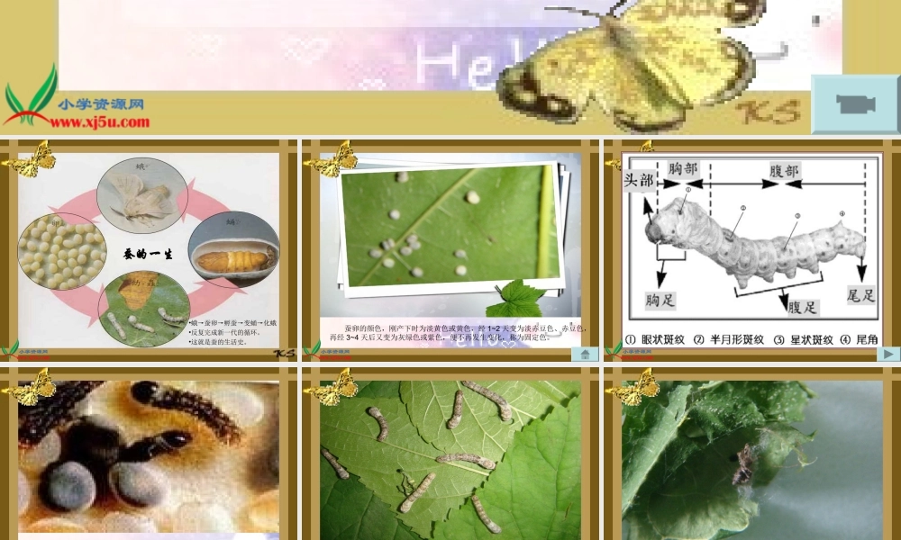 教科小学科学三下《2.5.蚕的生命周期》PPT课件(3)【加微信公众号 jiaoxuewuyou 九折优惠 qq 1119139686】.ppt