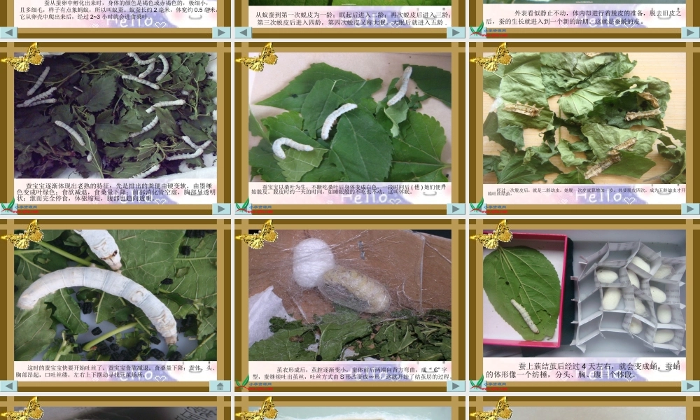 教科小学科学三下《2.5.蚕的生命周期》PPT课件(3)【加微信公众号 jiaoxuewuyou 九折优惠 qq 1119139686】.ppt