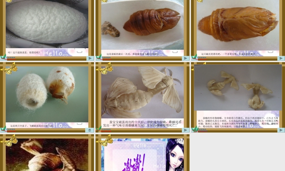 教科小学科学三下《2.5.蚕的生命周期》PPT课件(3)【加微信公众号 jiaoxuewuyou 九折优惠 qq 1119139686】.ppt