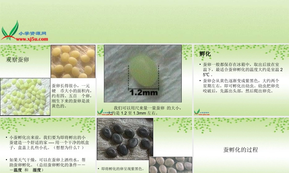 教科小学科学三下《2.5.蚕的生命周期》PPT课件(6)【加微信公众号 jiaoxuewuyou 九折优惠 qq 1119139686】.ppt